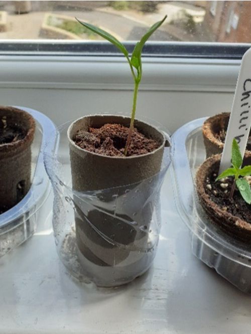 seeds7
